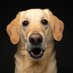 Yuki, 🦴afide (@labradoryuki) Twitter profile photo Yuki, 🦴afide (@labradoryuki) Twitter profile photo