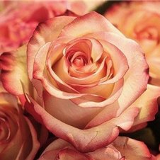 hanae102077's profile picture. 副業の成功法を紹介中。副業を始めたい人に有益な情報を提供。多少ですが現金配布企画も実施中♫ なくなり次第終了→ https://t.co/FAClDC2YdF