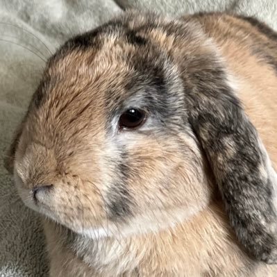 doeyyena's profile picture. ͏🐰🐰🐰