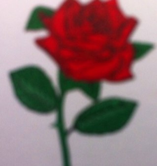 Vijverbergbloem's profile picture. 35 jaar ervaring met bloemen en planten.