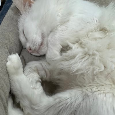 sado7792's profile picture. 아브렐슈드 / 성인남성 / 로아 잡담 많이해요 / / 말 걸어주시는거 좋아해요!! /