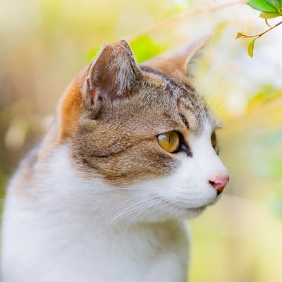 sabamiso_168's profile picture. 🇯🇵Fukuoka🐈‍⬛Hummmm..You look like a CAT LOVER🐾🐾