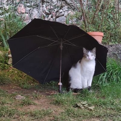 IreneOg5's profile picture. Two can keep a secret if one of them is dead