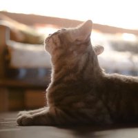 りゅう (@neko_darts1019) Twitter profile photo