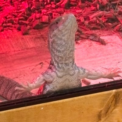 Ren24429's profile picture. 夫婦で爬虫類を飼育しているアカウント🐍 愛媛の爬虫類好きはどこに隠れてるんですか？？？