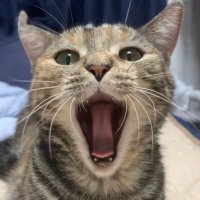 ãããŸãKANâKAN (@yasasisa111112) 's Twitter Profile Photo ãããŸãKANâKAN (@yasasisa111112) 's Twitter Profile Photo