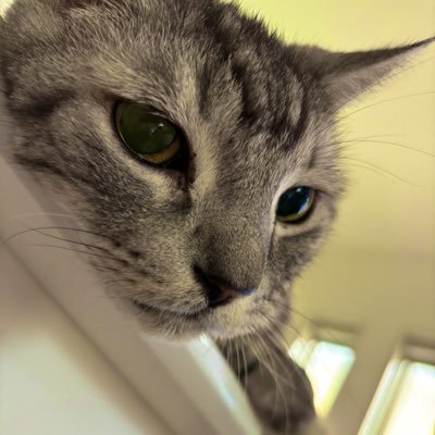 K8hPWxzMXD4692's profile picture. 2024年8月ゆーりんち入居しました（すみません一旦別居中です）🐤 11月に初ライブ参戦予定！埼玉住み🏠 中2中1の年子ママやってます🤘気軽に仲良くしてください！優里くんだいすき🫶 優里初心者🔰無言フォロータメ歓迎🫶&失礼あったらすみません！ 猫だいすき🫶うちの猫かわいい親バカ教🙌