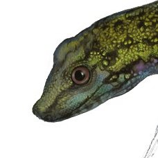 Illustrator