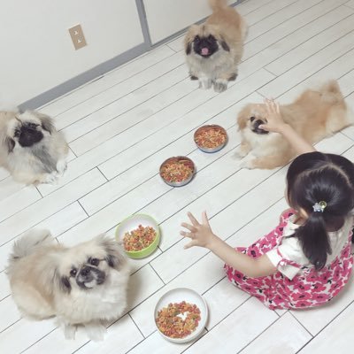 4ペキ🐶🐾さんのプロフィール画像