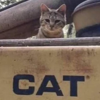 follow us if you love cats being lil bastards EVERY DAY IS CATURDAY