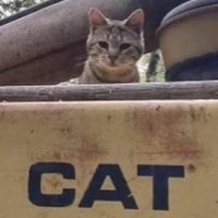 funny cats (@caturdaybastard) 's Twitter Profile Photo