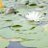 hin_a_0606's profile image