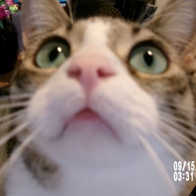 22 | 🇨🇦🇭🇰 | streamer/creator // For business inqs 📧 - drouski02@gmail.com