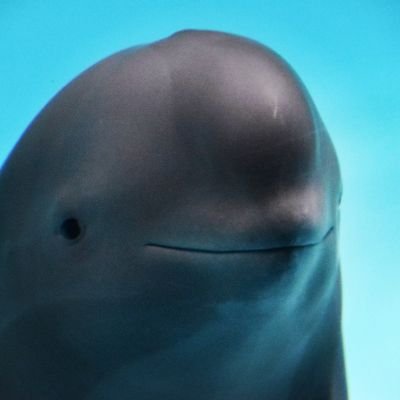 CosmicSithSTONE's profile picture. FL M19 🇩🇪🇺🇲  
Biracial
🟫⬜
Independent

I'M AN ABSOLUTELY UNIT ON THE ____________BATTLEFIELD__________