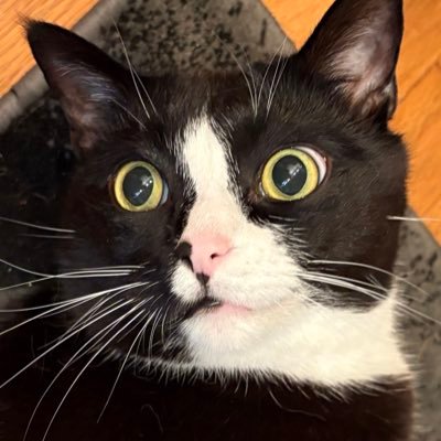 catnamedpanda's profile picture. world famous