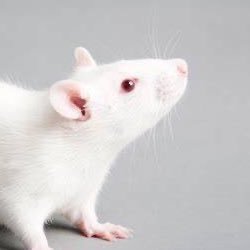 mousefeild's profile picture. 