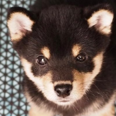 本名サスケハナ。黒豆柴の男の子で、性格は野生みが強く暴れん坊。名前の由来は我が家に激動をもたらす黒船の意。愛犬の成長記録です。2024/07/31生