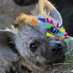 Hyena liker (in my yeah era) (@baddraws1) Twitter profile photo Hyena liker (in my yeah era) (@baddraws1) Twitter profile photo