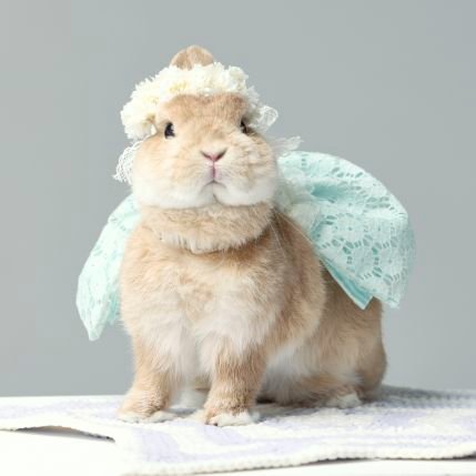 いちご
11歳の女の子
食べること・寝ることが大好き🌿💕
I Netherland Dwarf ichigo.🐰❤️tokyo,Japan
Born October 14, 2013