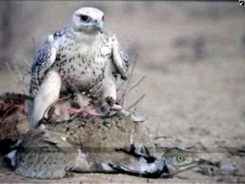 badur2000's profile picture. اجمع ماشأت سترحل كما جأت