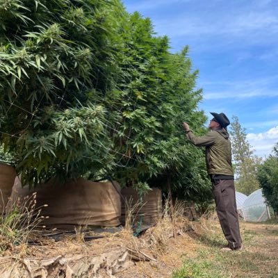 MassiveFarms_X's profile picture. 