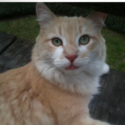 nelsonwendella's profile picture. Seeing Oasis in LA in 2025!