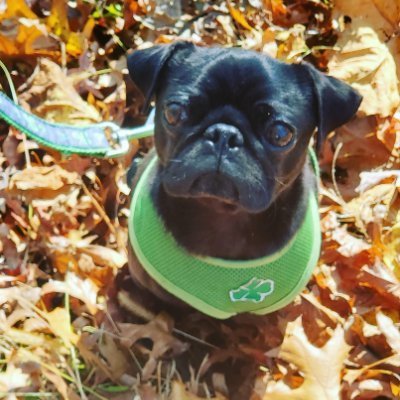 farrellshawnp's profile picture. Violence is not strength. Compassion is not weakness. And X is not what it once was. Starting over after account suspended. I don't suffer fools. I block them.