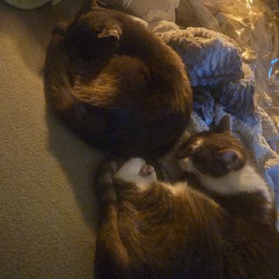 toyoyo07's profile picture. Joie de vivre