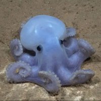 Octo (@octopusgotdrip) 's Twitter Profile