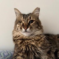 badem the fluffy (@pofudukbadem) 's Twitter Profile Photo