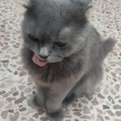 Obaida_Alazem's profile picture. 