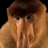 Monger (@mongrrr) 's Twitter Profile