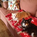 Barb Sharp - @babsfrew613 - Twitter