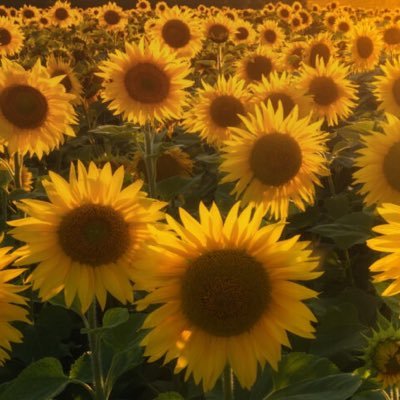 KerryMcQueeney's profile picture. Digital production journalist for @TelGlobalHealth. Views = mine (feel free to mock/borrow). Newsletter sign-up: https://t.co/d5xP7HW7F9