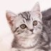 ãã£ã³ã³å€§å
ç (@kuromahoutoushi) Twitter profile photo ãã£ã³ã³å€§å
ç (@kuromahoutoushi) Twitter profile photo