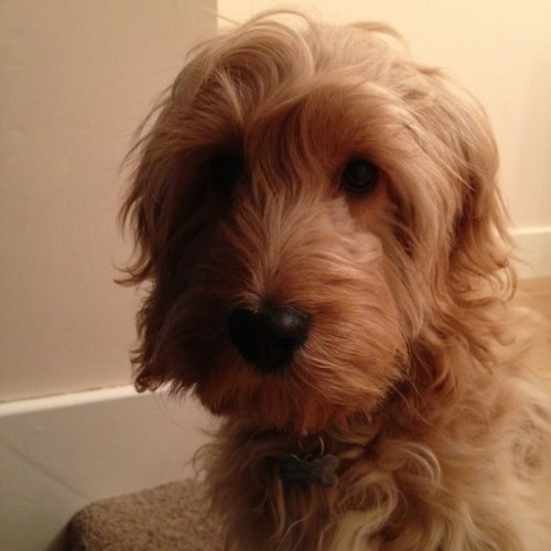ElizabethSwain2's profile picture. I have a great husband, 2 wonderful sons and a gorgeous dog called Charlie.