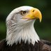 Eagle Eye (@nightmair1948) Twitter profile photo Eagle Eye (@nightmair1948) Twitter profile photo