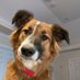 Holly Albrecht (@dogluvr3333) Twitter profile photo Holly Albrecht (@dogluvr3333) Twitter profile photo