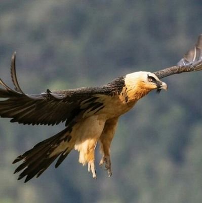 چو دارا بر تخت شاهی نشست|
همای آمد و تاج شاهی به دست|
بیاورد و بر تارک او نهاد|
جهان را به دیهیم او مژده داد|
▪شاه سخن،فردوسی بزرگ▪