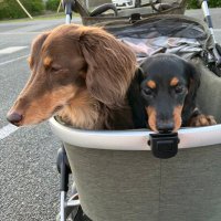 竜ちゃん🐶 🐾&こてっちゃん🐶🍼 (@ryusei_mdachs) 's Twitter Profile