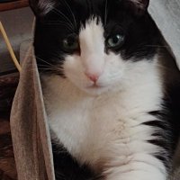 MIKEY 🇨🇦🐈‍⬛💉🌈ally🌊🌊🌊 (@mikepatriq90518) 's Twitter Profile Photo