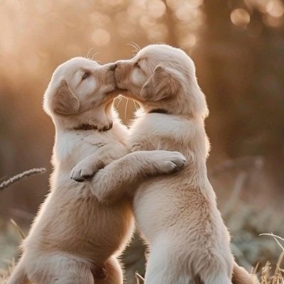 LeeDanny20545's profile picture. Humans, animals, and plants are naturally cyclical systems that coexist and prosper together。🐕‍🦺🦊🦓🦌🦩🐬🍀🥀🌴