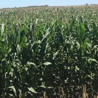 Corn Growers of Canada (@cgocanada) 's Twitter Profile