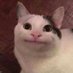 Cringe Cat (@n3utroncat) Twitter profile photo Cringe Cat (@n3utroncat) Twitter profile photo