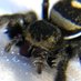 🕸️kuu (@spiderinspector) Twitter profile photo 🕸️kuu (@spiderinspector) Twitter profile photo