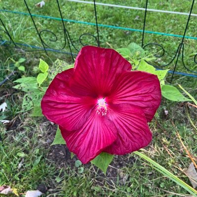 BLMP15's profile picture. Loving life and my family.