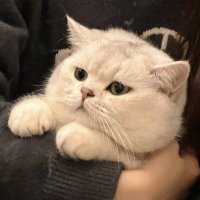 猫は子豚を無視する😺 (@augh98u) 's Twitter Profile