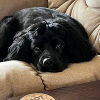 Looking (@lqqkinall) 's Twitter Profile
