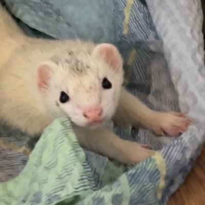 hitobihitobi's profile picture. 