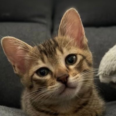 ippai_atteena's profile picture. 小説書いた😀 九州❕❕ 🐻❕❕❕好きな物❕猫❕❕❕❕パチンコ❕スロット❕筋トレ💪お酒❕猫❕❕❕🦁❕❕